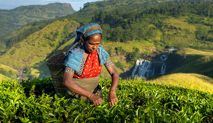 Woman harvesting tea on hillside