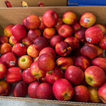 Fresh box of apples on their way to Foodbank