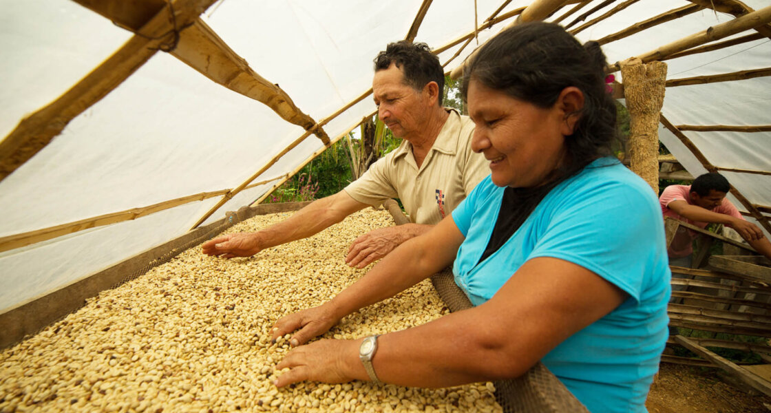 BrewHub employees sifting through coffee beans